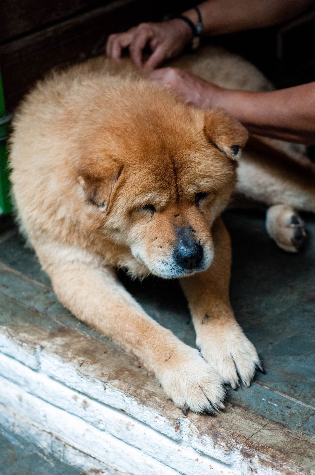 An older rescue dog, gently comforted.