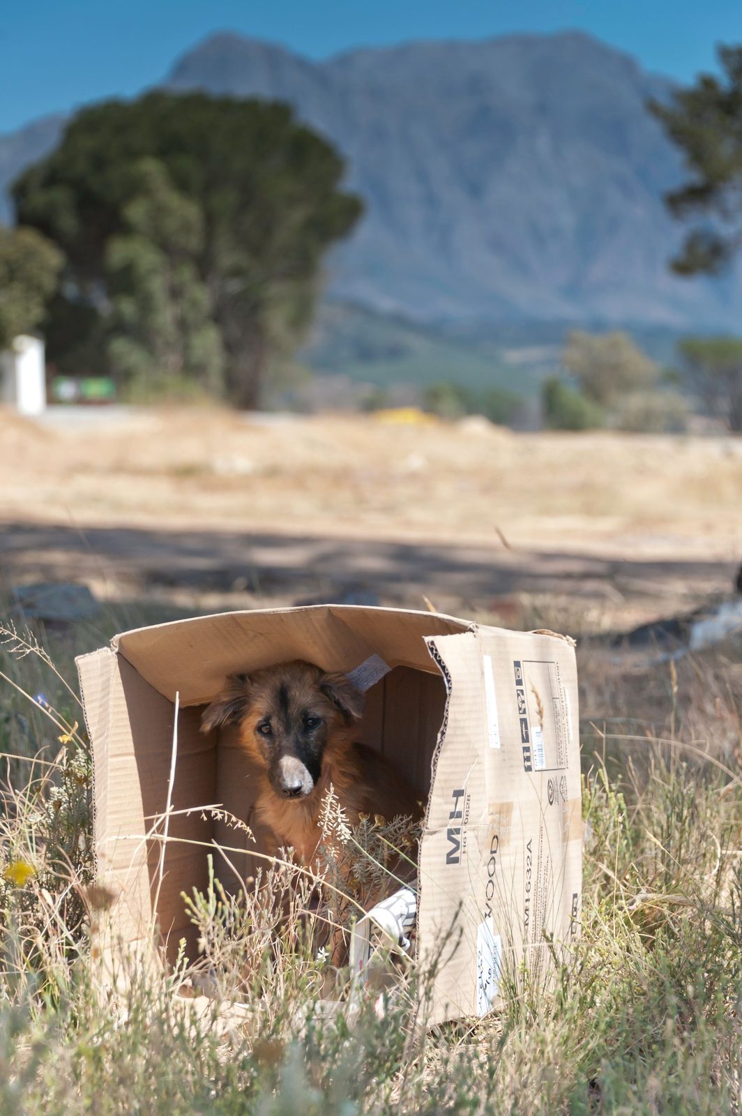 A rescued dog sheltering in a cardboard box beneath the mountains.