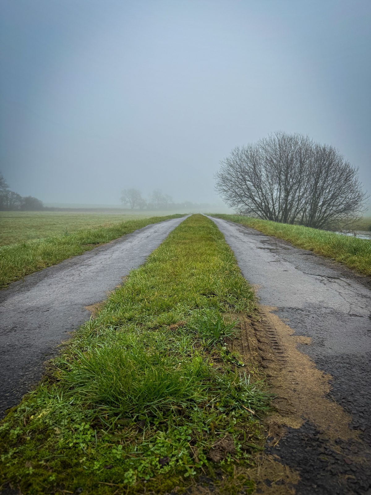A quiet road disappearing into the morning mist.