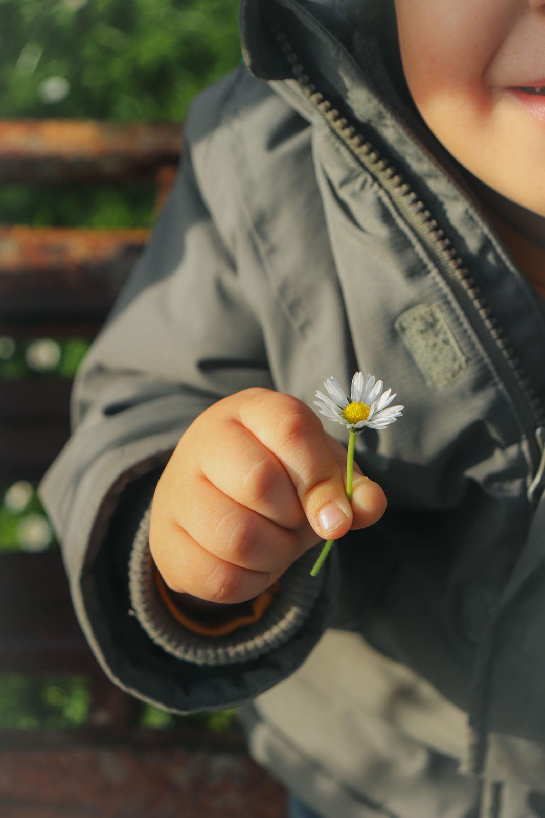 A small flower, held out with both hands.