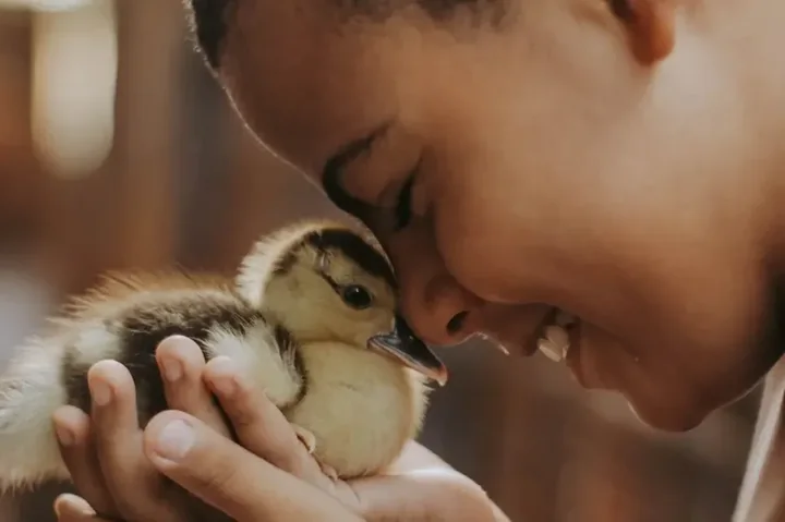 A boy holding a duckling to his cheek, joy that asked for no reason.